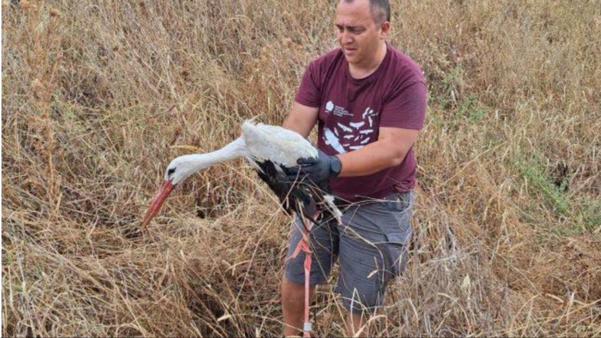Πελαργός από την Πολωνία εντοπίστηκε τραυματισμένος στον Έβρο