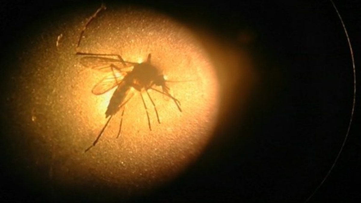 Βόρεια Μακεδονία: Τέσσερις νεκροί και 35 κρούσματα από τον ιό του Δυτικού Νείλου