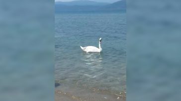 Βόρεια Εύβοια: Κύκνος έκανε την εμφάνισή του σε παραλία