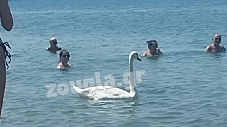 Εύβοια: Εντυπωσιακός κύκνος βγήκε στα ρηχά σε παραλία Εύβοια: Εντυπωσιακός κύκνος βγήκε στα ρηχά σε παραλία