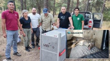 Παραδόθηκε στον Αρκτούρο το τσακάλι που τραυμάτισε την 4χρονη στην Πολίχνη Θεσσαλονίκης