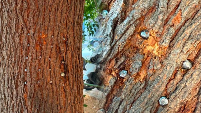 Θεσσαλονίκη: Άγνωστος κάρφωσε 20 μεγάλα καρφιά σε μουριά