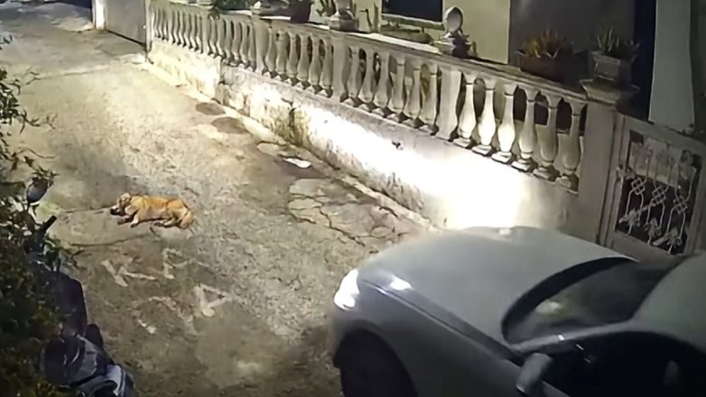 Κέρκυρα: Στον Εισαγγελέα ο οδηγός που σκότωσε σκύλο στη μέση του δρόμου Κέρκυρα: Στον Εισαγγελέα ο οδηγός που σκότωσε σκύλο στη μέση του δρόμου