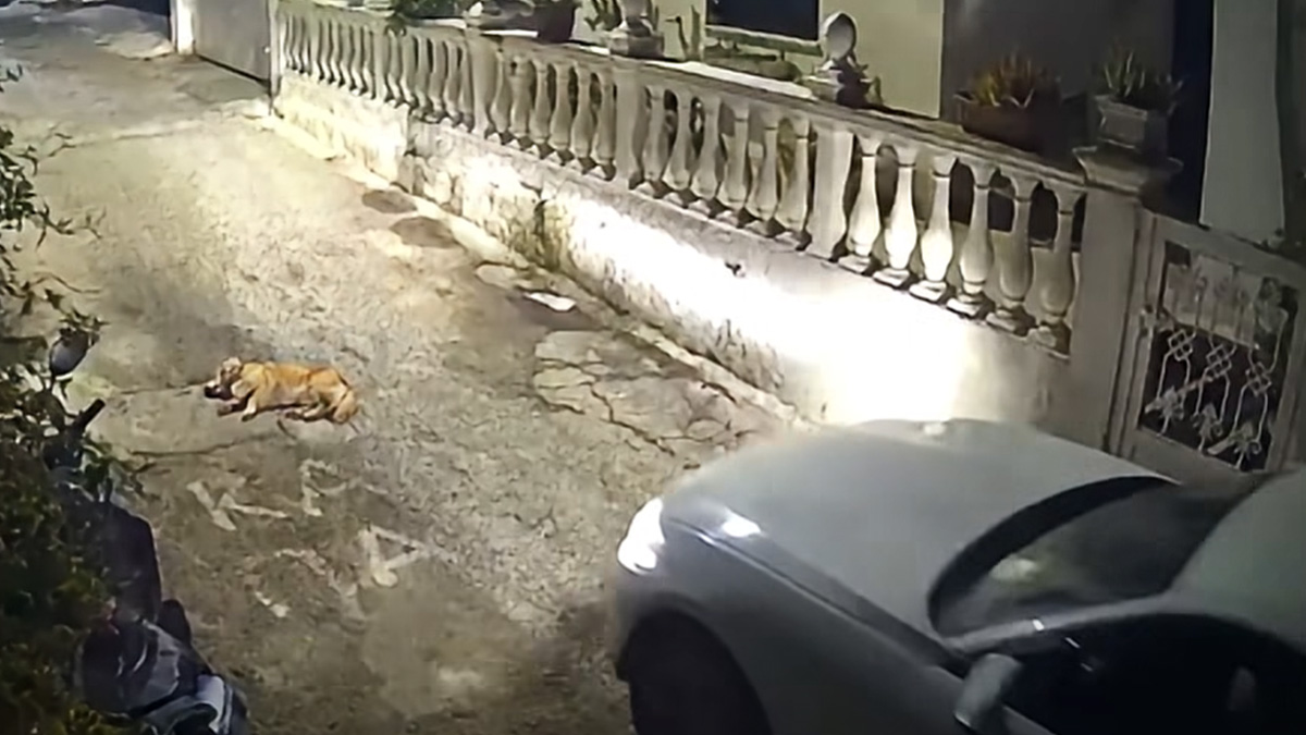 Κέρκυρα: Χειροπέδες σε οδηγό που σκότωσε σκύλο στη μέση του δρόμου