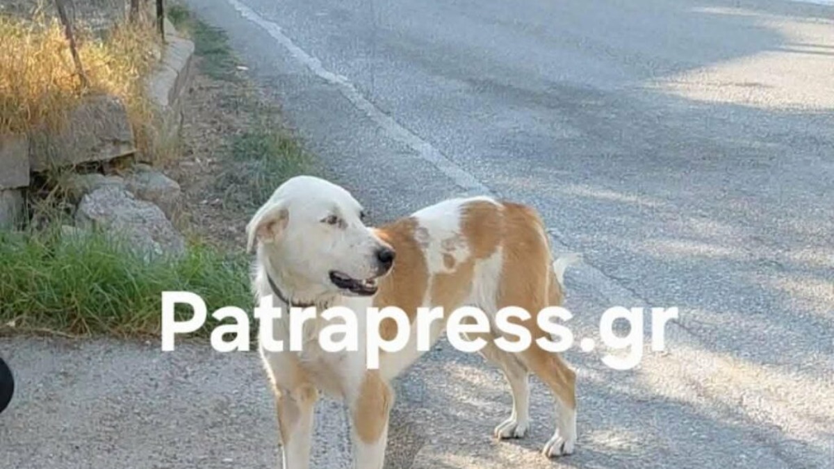 Αχαΐα: Οδηγός χτύπησε σκύλο και τον εγκατέλειψε