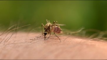 Ιός Δυτικού Νείλου: Κρούσματα και σε Φιλοθέη-Ψυχικό, Παπάγου-Χολαργό