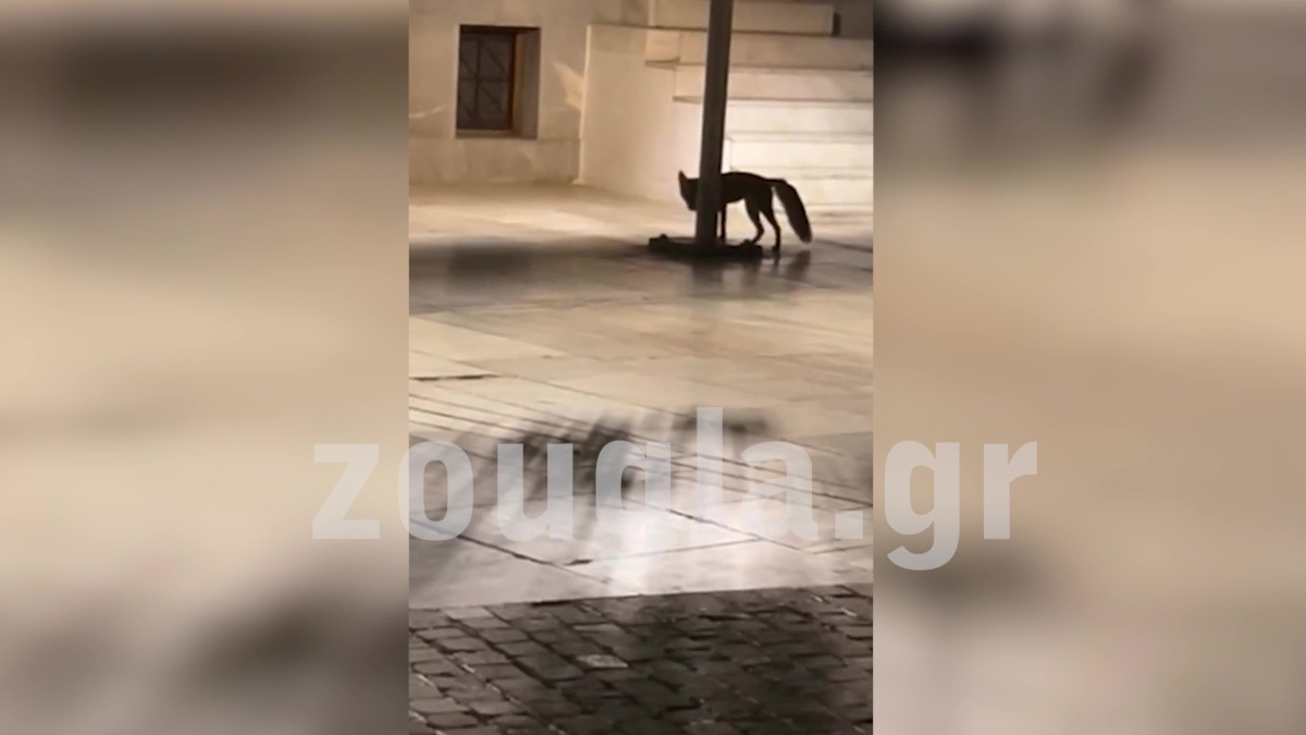 Αλεπού βγήκε για βόλτα κάτω από την Ακρόπολη