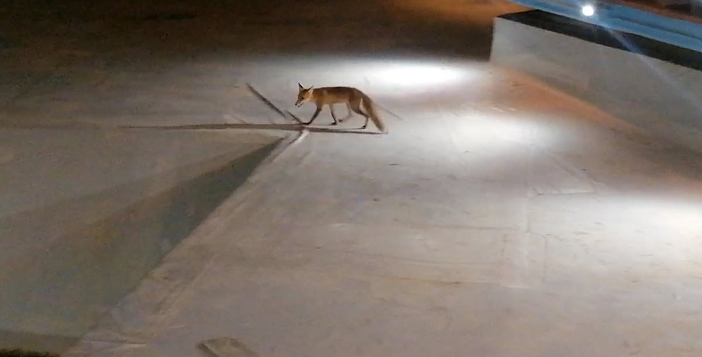 Τί γύρευε… η αλεπού στου Παπάγου