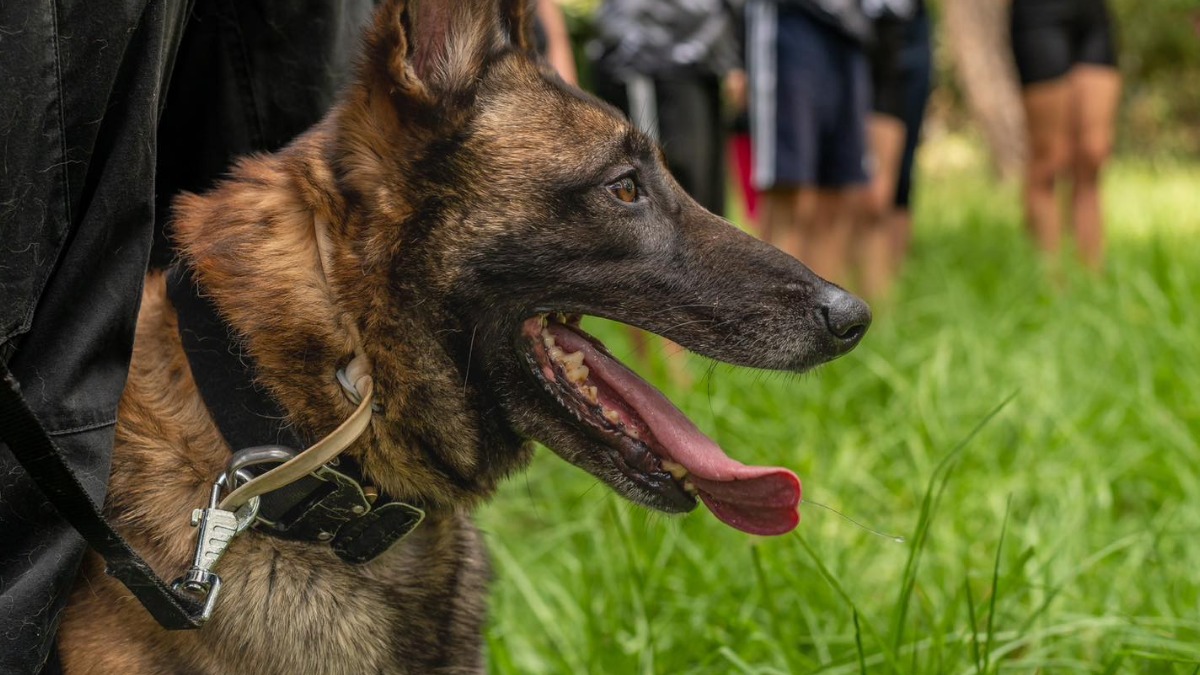Εξώδικο της Δημάρχου Πεντέλης στην Anubis Coldcase K9 Team