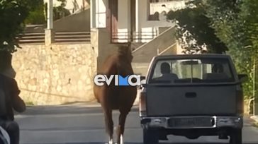 Εύβοια: Οδηγός έσερνε με το αγροτικό του τραυματισμένο άλογο