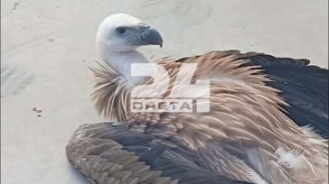 Κρήτη: Γύπας «προσγειώθηκε» σε χωριό του Ηρακλείου