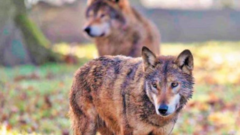 Λύκοι και τσακάλια στη Θεσσαλονίκη: Γιατί εμφανίζονται όλο και συχνότερα Λύκοι και τσακάλια στη Θεσσαλονίκη: Γιατί εμφανίζονται όλο και συχνότερα