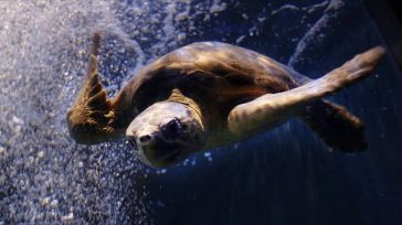Πέθανε ο Όμηρος, η τυφλή Caretta caretta που ταξίδεψε από το Γύθειο στην Αγγλία