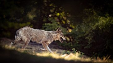 Ο Κυνηγετικός Σύλλογος Λαμίας προτείνει την επικήρυξη των λύκων