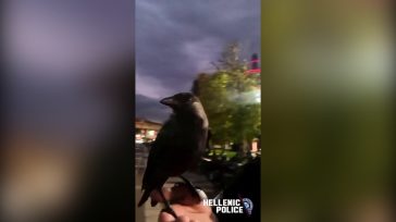 Κοράκι ή κάργια; Η Ομάδα ΔΙ.ΑΣ. απέκτησε έναν… φτερωτό «Αρχιφύλακα»