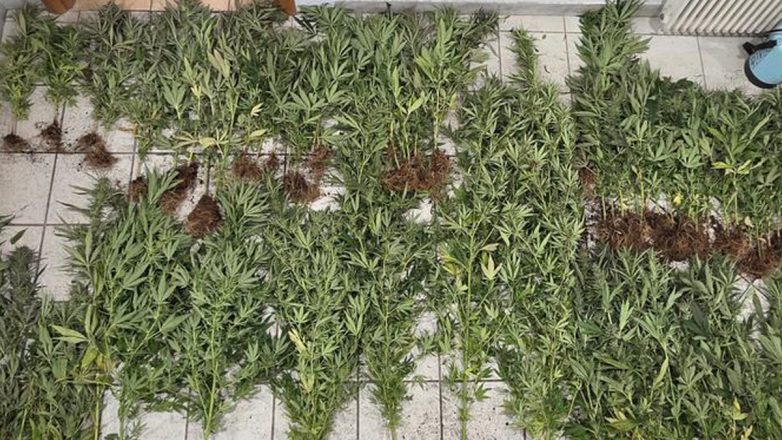Πήλιο: Εντοπίστηκε φυτεία κάνναβης στη Μακρινίτσα Πήλιο: Εντοπίστηκε φυτεία κάνναβης στη Μακρινίτσα