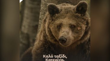 Πέθανε η Κατερίνα, μία από τις γηραιότερες αρκούδες στην Ελλάδα