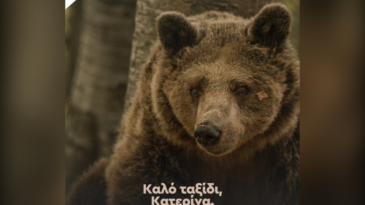 Πέθανε η Κατερίνα, μία από τις γηραιότερες αρκούδες στην Ελλάδα