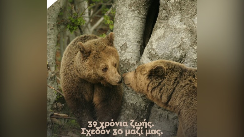 Πέθανε η Κατερίνα, η αρκούδα του ΑΡΚΤΟΥΡΟΥ, σε ηλικία 39 ετών Πέθανε η Κατερίνα, η αρκούδα του ΑΡΚΤΟΥΡΟΥ, σε ηλικία 39 ετών
