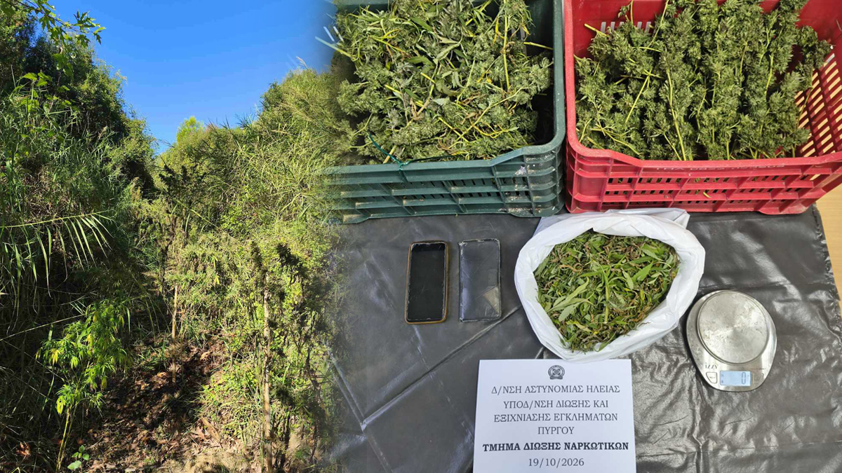 Ηλεία: Εντοπίστηκε φυτεία με 310 δενδρύλλια κάνναβης