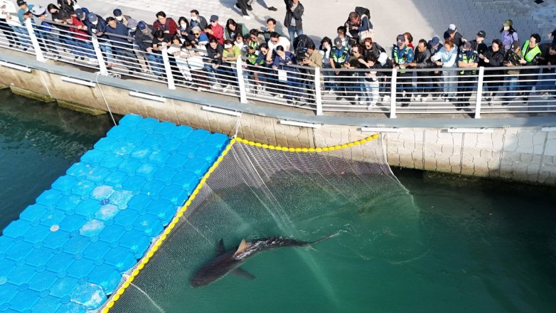 Μπουκάνγκι: Ο διάσημος θηλυκός καρχαρίας της Νότιας Κορέας επέστρεψε στο κανάλι όπου είχε εγκλωβιστεί