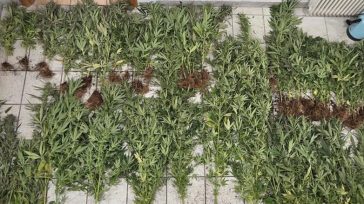Μεσσηνία: Σύλληψη 46χρονου που συντηρούσε φυτεία με 505 δενδρύλλια κάνναβης
