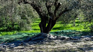 Ηλεία: Νεκρός 73χρονος σε ελαιώνα