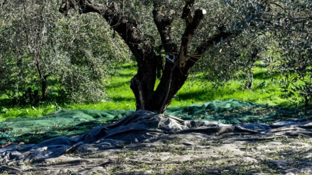 Ηλεία: Νεκρός 73χρονος σε ελαιώνα Ηλεία: Νεκρός 73χρονος σε ελαιώνα