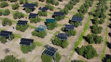 Ισπανία: Βάζουν φωτοβολταϊκά πάνω από ελαιώνα χωρίς να κόψουν ούτε ένα δέντρο