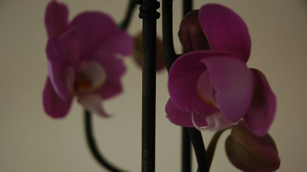 Ανθισμένη ορχιδέα