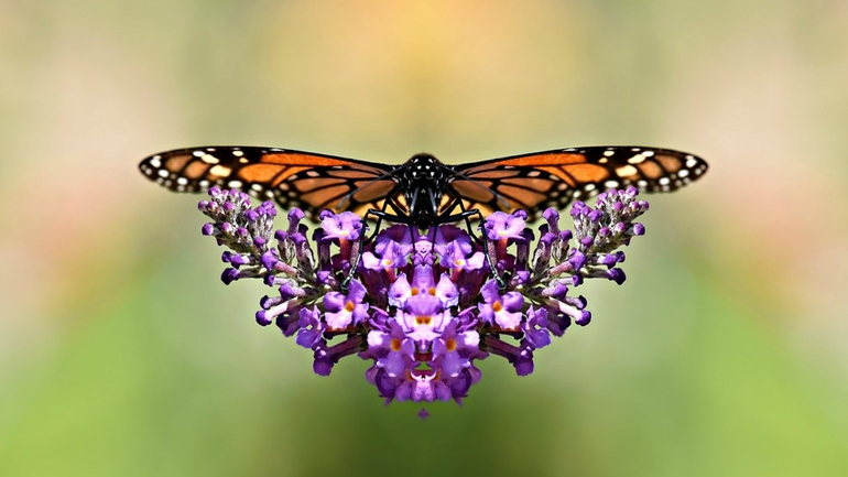 Ελλάδα-Φύση/Πεταλούδες