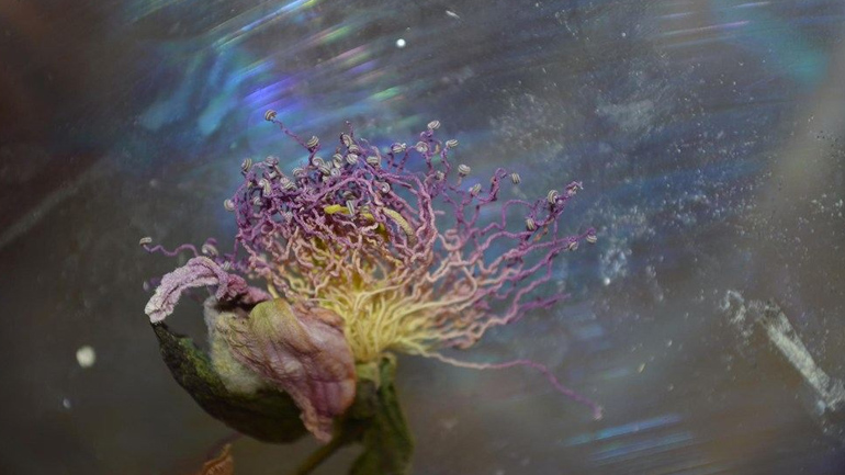 ΦΥΣΗ ΛΟΥΛΟΥΔΙΑ