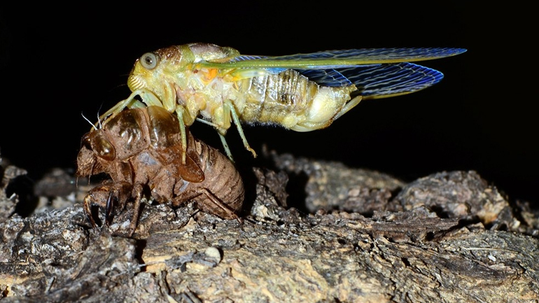 Φύση γέννηση τζιτζικιού.