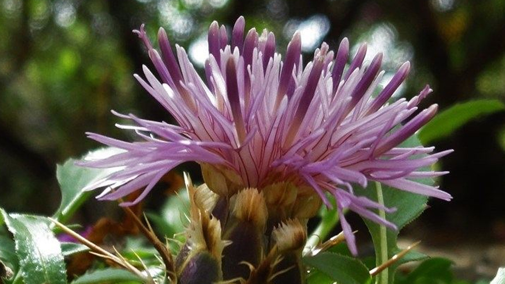 Η χλωρίδα  του χωριού μου