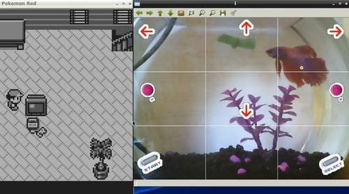 Ένα ψάρι παίζει Pokemon