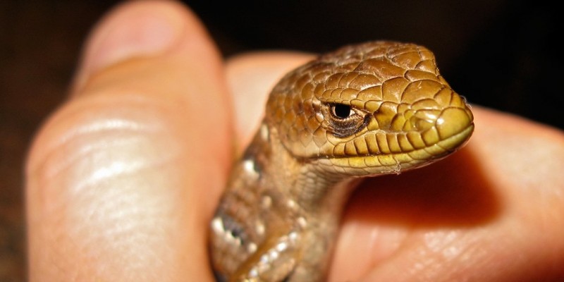 Συννελήφθησαν hackers των Lizard Squad