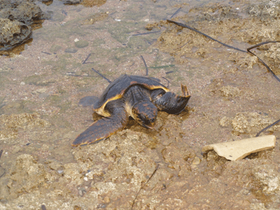 Βρέθηκε τραυματισμένη χελώνα καρέτα – καρέτα