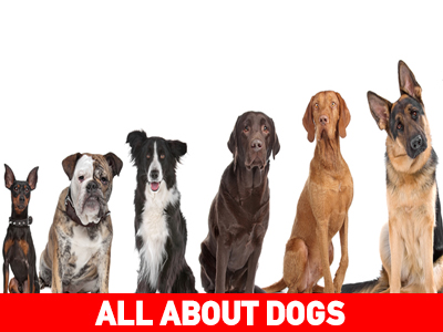 Ποια φυλή σκύλων μου ταιριάζει;