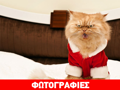 Ο γάτος… δολοφόνος!