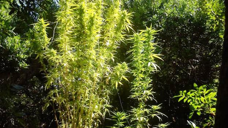 Δάσος από 1.500 φυτά χασίς στην Φωκίδα