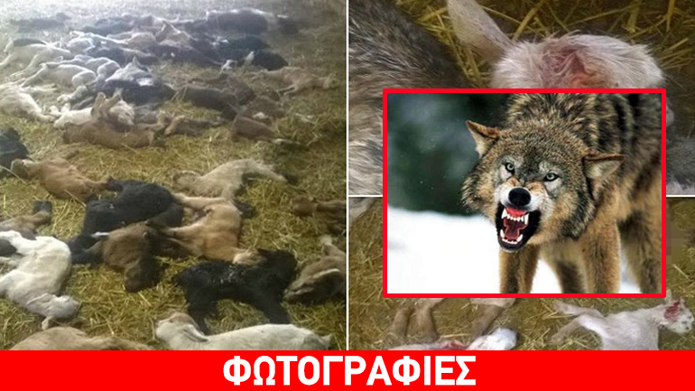 Σοκ: Επιδρομή αγέλης λύκων σε περιοχή της Θεσπρωτίας