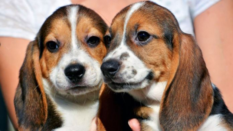 Εξωσωματική γονιμοποίηση: Oι πρώτοι «σκύλοι του σωλήνα» ήρθαν στον κόσμο