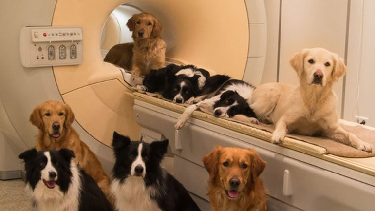 Οι σκύλοι μας ακούν και μας καταλαβαίνουν