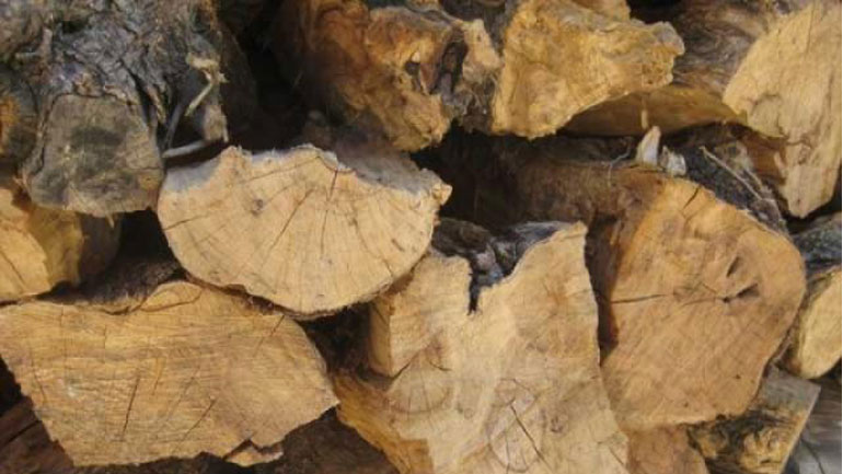 Αυξημένα κρούσματα παράνομης κοπής ελαιοδένδρων στην Καλαμάτα