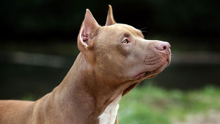 Χίος: Πίτμπουλ έστειλε στο νοσοκομείο δύο γυναίκες