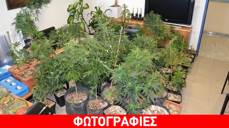 Κρήτη: Συλλήψεις για καλλιέργεια και διακίνηση χασίς στην Χερσόνησο Κρήτη: Συλλήψεις για καλλιέργεια και διακίνηση χασίς στην Χερσόνησο