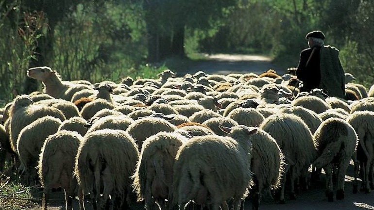 Δυτική Ελλάδα: Σε εφαρμογή ο κτηνιατρικός έλεγχος για τον μελιταίο πυρετό