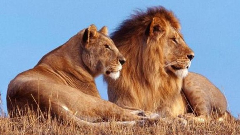 Διαδηλώσεις σε όλο τον κόσμο για τα άγρια ζώα που απειλούνται με εξαφάνιση