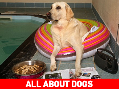 Ξενοδοχεία σκύλων:  Βεβαιωθείτε πριν τα εμπιστευτείτε