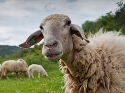 Γιάννενα: Μέτρα για τον καταρροϊκό πυρετό